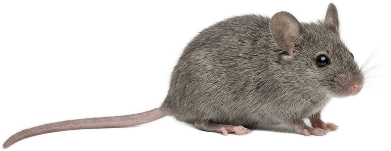 Домовая мышь